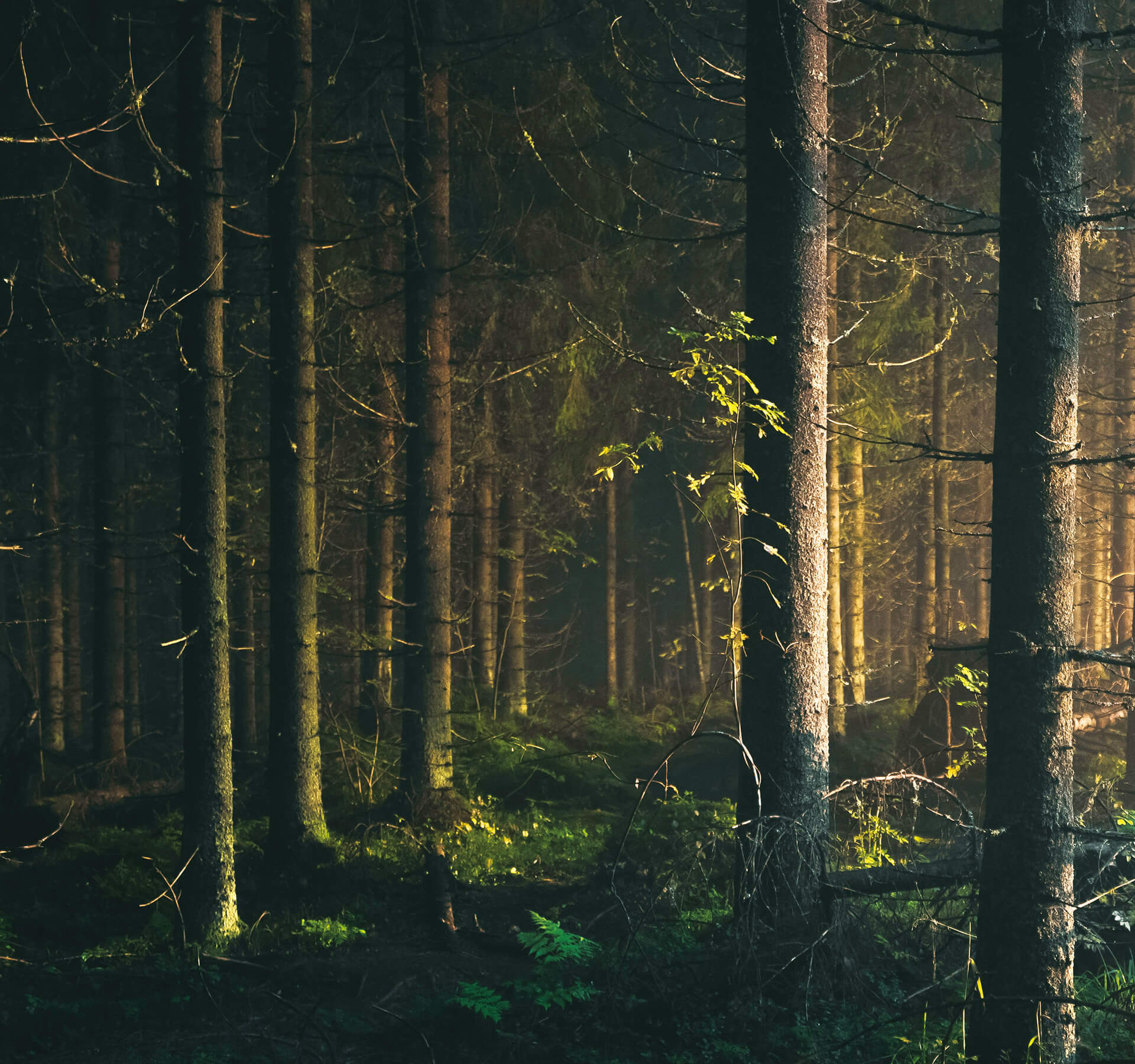 Forest Image